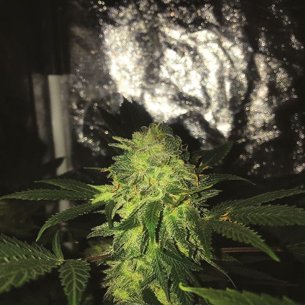 Somango Fem Somango Fem