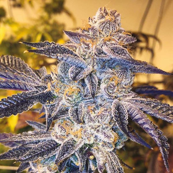 Girl Scout Cookies x Sour Diesel Fem