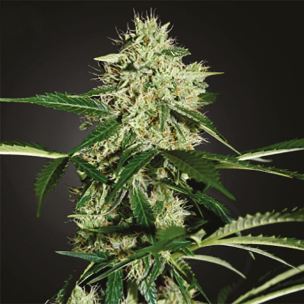 Auto Aurora Fem