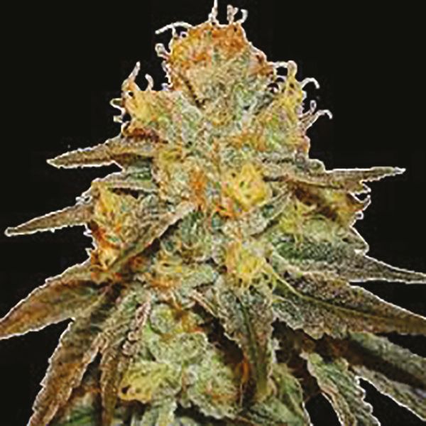 Bruce Banner Fast Fem Bruce Banner Fast Fem