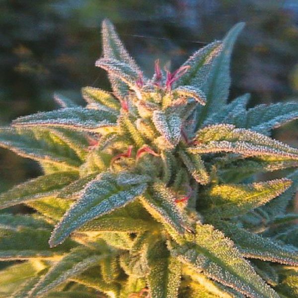 California Orange x Skunk Fem California Orange x Skunk Fem