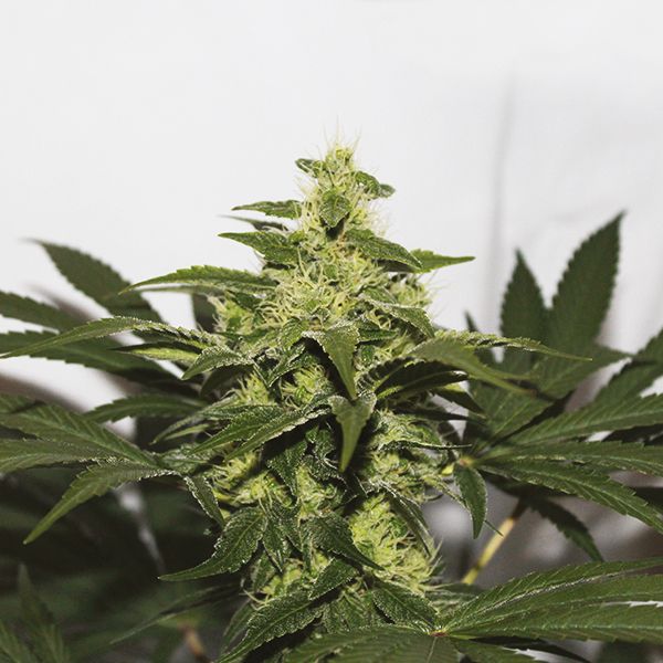 CBD Kush for sale 