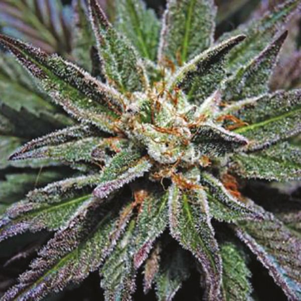 L.A. Confidential Fem L.A. Confidential Fem