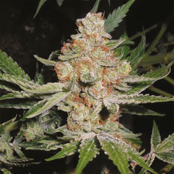 Alien Technology Seeds Reg 