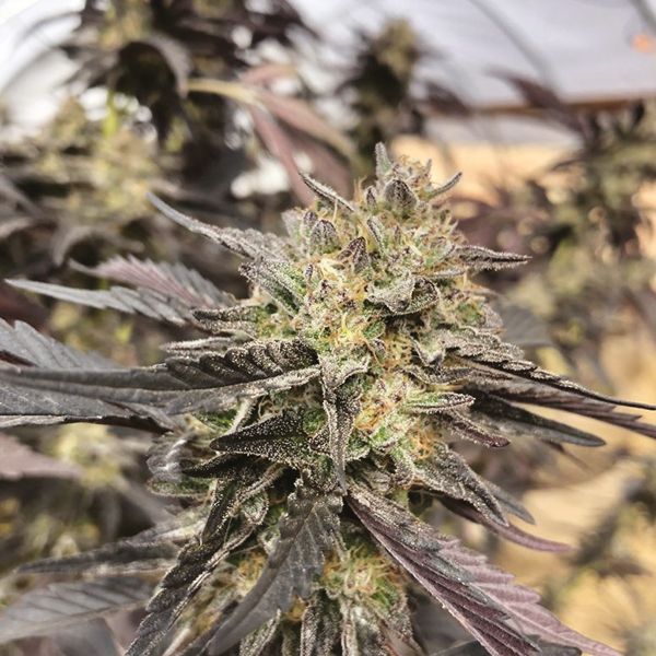 Auto Strawberry Cheese Fem Auto Strawberry Cheese Fem