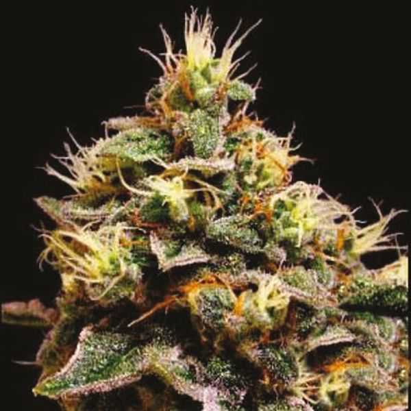 Critical x Cheese Candy Fem Critical x Cheese Candy Fem