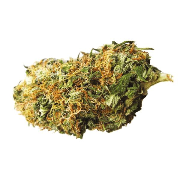 Big Bud Fem Big Bud Fem
