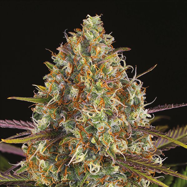 Critical Jack Fem Critical Jack Fem