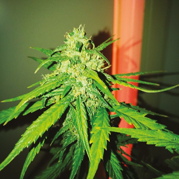 Auto White Widow x Crystal Meth Fem Auto White Widow x Crystal Meth Fem