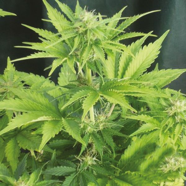 Autoflower Critical x Mazar Seeds For sale 