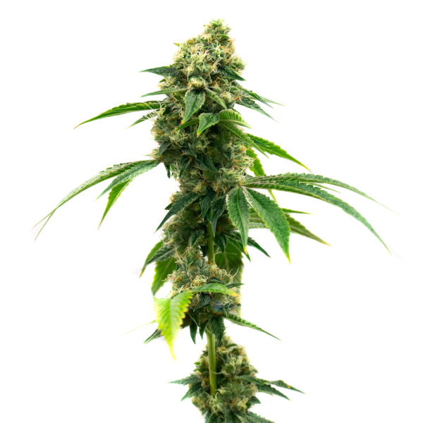 White Widow Reg White Widow Reg