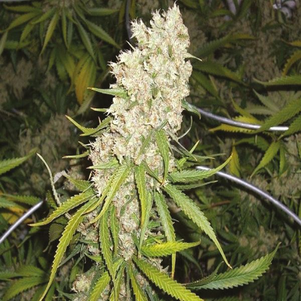 Auto Super Silver Haze Fem Auto Super Silver Haze Fem