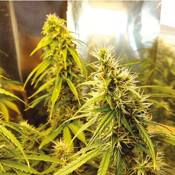 Super Skunk Strain 