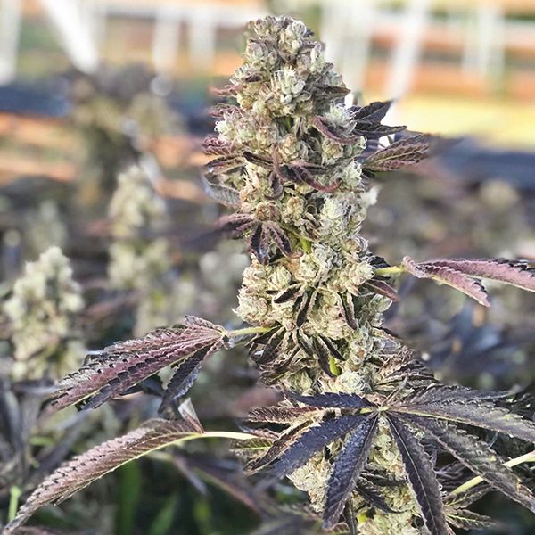 wedding cakestrain seeds usa 