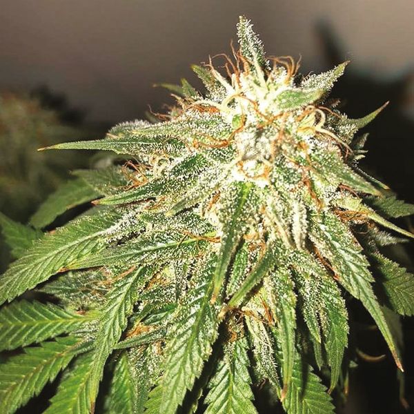 Skunk Diesel Fem Skunk Diesel Fem