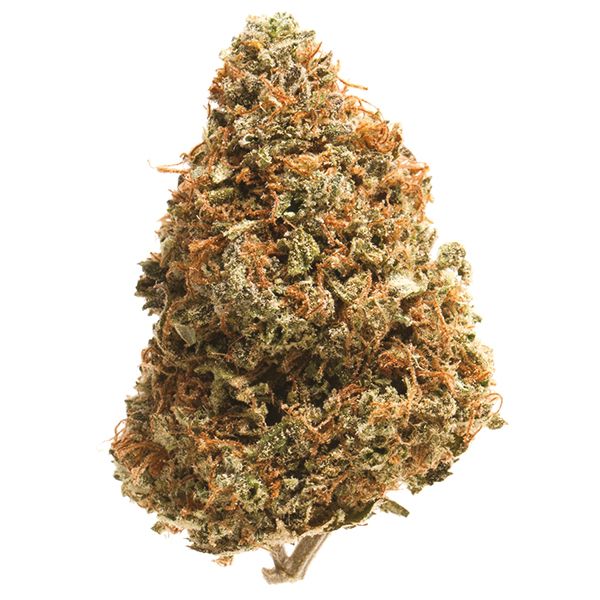 Exodus Cheese Strain 