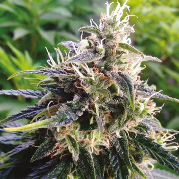 Northern Lights Fem Northern Lights Fem