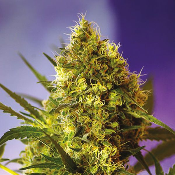 Auto Big Devil Fem Auto Big Devil Fem