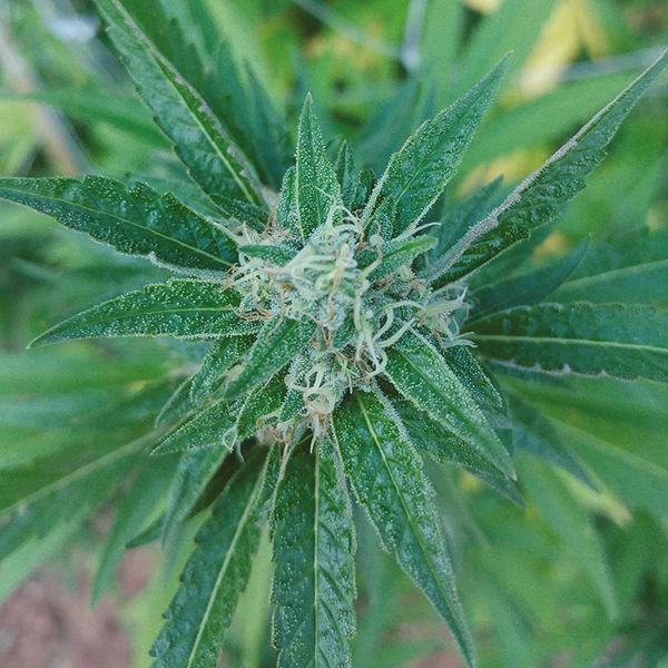 Orange Tangie Seeds 