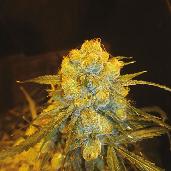 Bruce Banner Fast Fem Bruce Banner Fast Fem