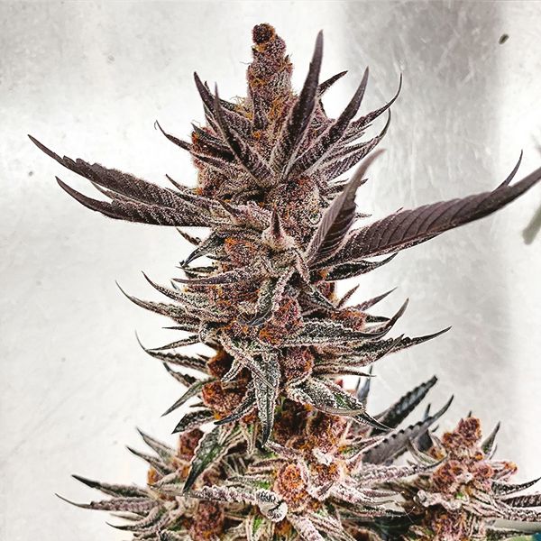 Tropicana Cookies Seeds 