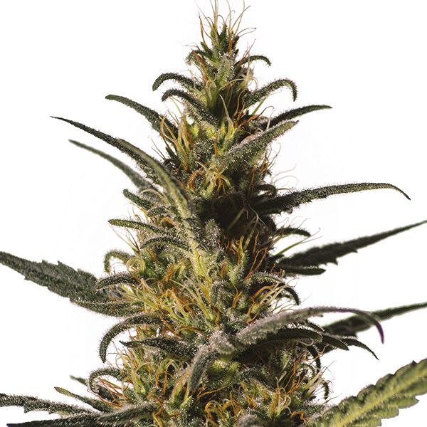 CBD Shishkaberry x Candida 1to2 Strain Seeds USA 
