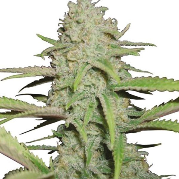 Buy Auto Kush XL Cannabis Seeds For Sale 