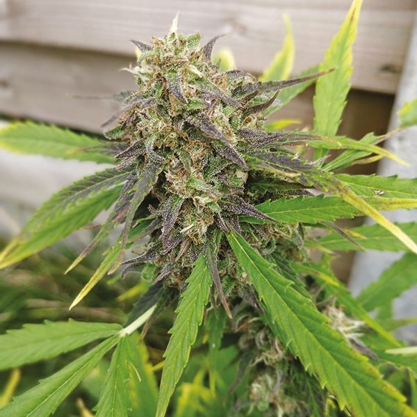 Purple Kush Price 