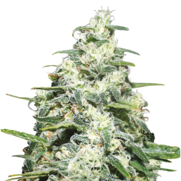 Amnesia Shop Online 