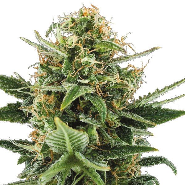 Buy Jack Herer Seeeds Online USA 