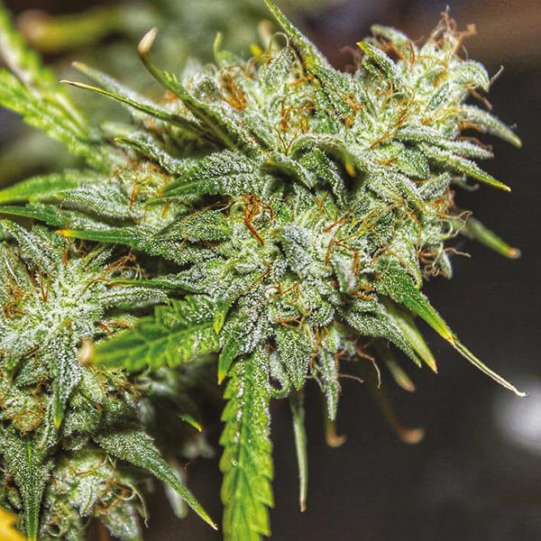 Auto OG Kush Fem Auto OG Kush Fem