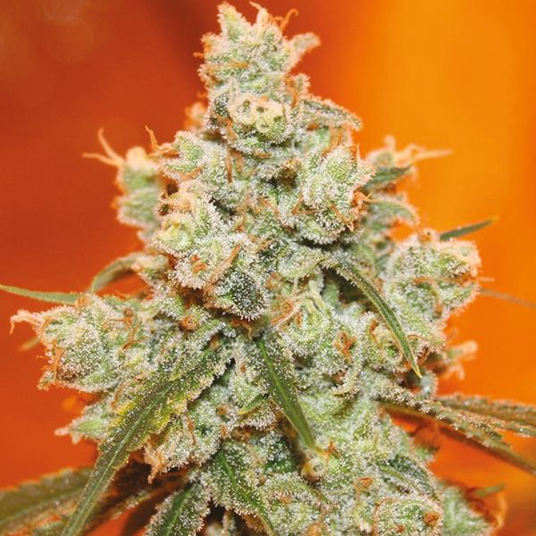 Jack Herer x Skunk Fem