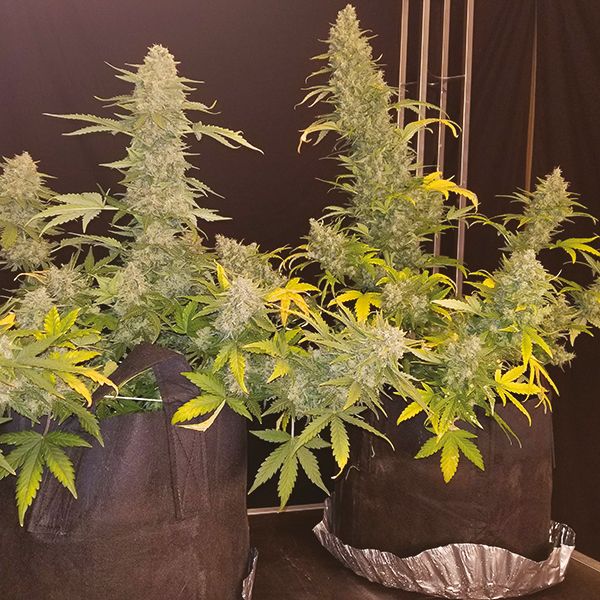 Auto CBD White Widow Fem Auto CBD White Widow Fem