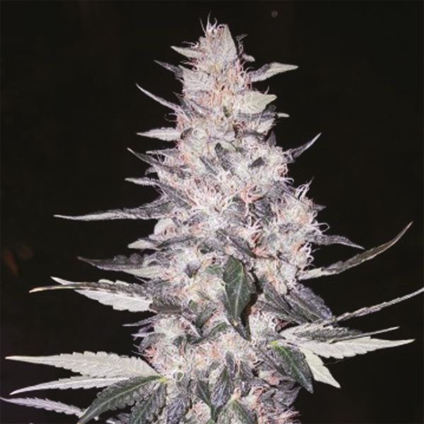 California Orange x Skunk Fem California Orange x Skunk Fem