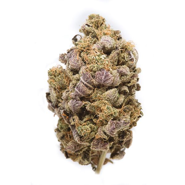 Blue Widow USA 