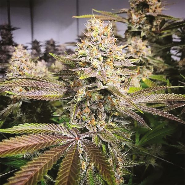 Buy Blueberry Strain Seeds in the USA 