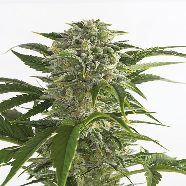 Auto Bubba Kush Strain Seeds 
