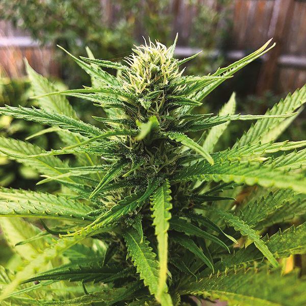 Amnesia Haze Fem Amnesia Haze Fem