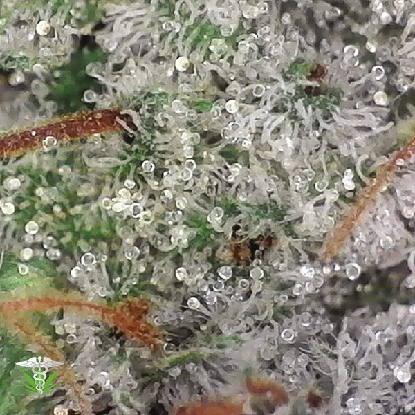 Blue Haze Fem Blue Haze Fem