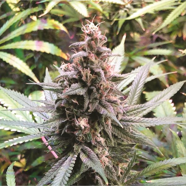 Buy auto NL x Big Bud Strain Seeds Online 