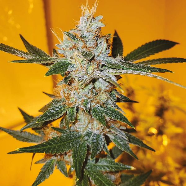 Lemon OG Fem Lemon OG Fem
