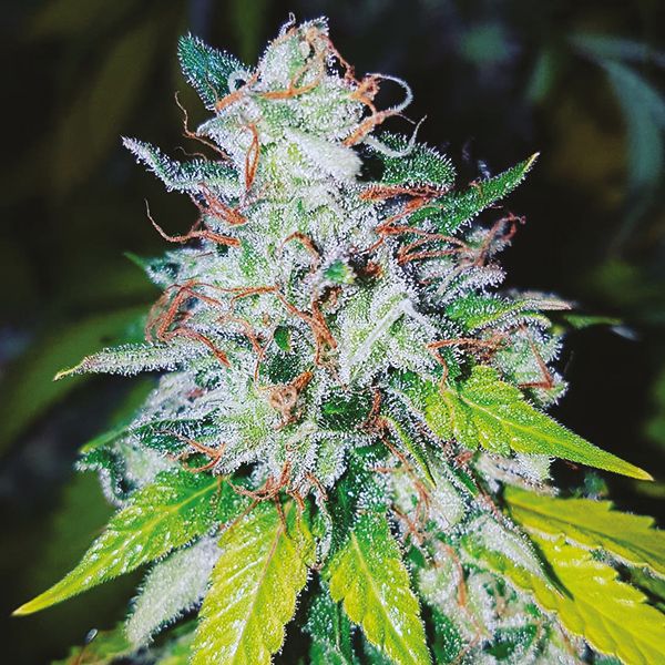 Strawberry Banana Fem