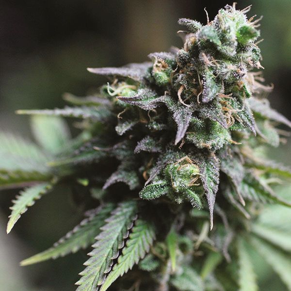 Blueberry Fem Blueberry Fem