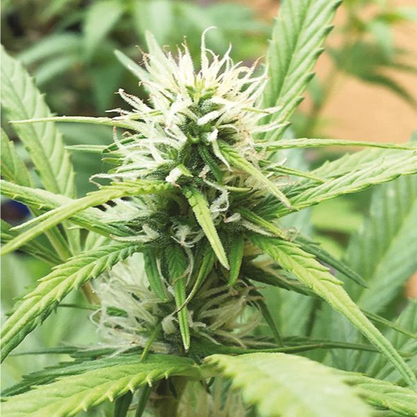 White Widow x AK47 Fast Fem White Widow x AK47 Fast Fem