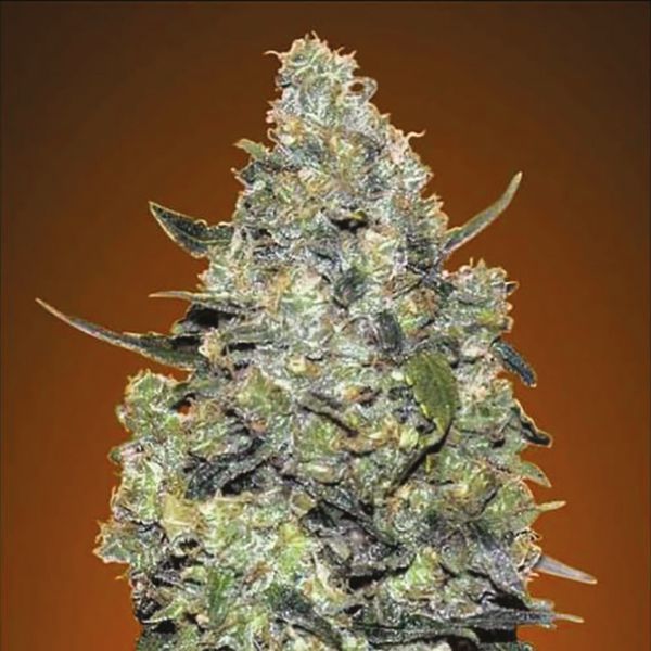 Auto Critical Mass Fem