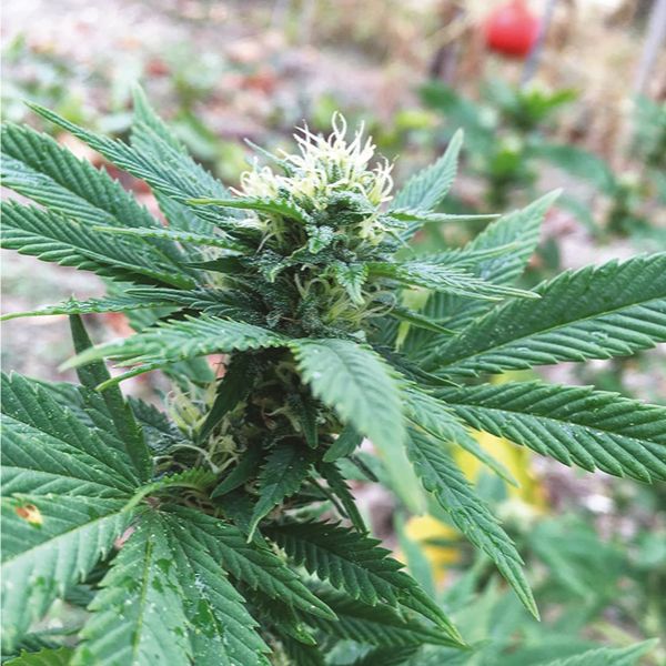 White Widow x AK47 Fast Fem White Widow x AK47 Fast Fem