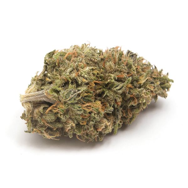gelato Seeds USA 