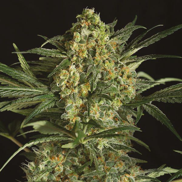Critical plus 2.0 auto 