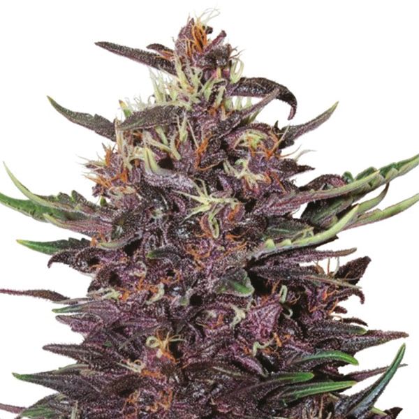 Purple Kush Autoflower 