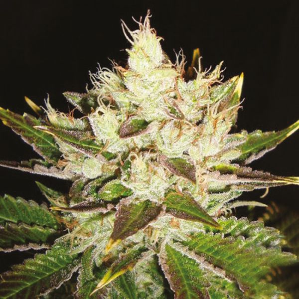 Buy Skunk Online 